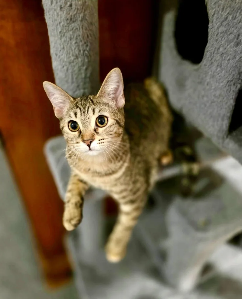 A baby medium-sized female Tabby cat named Maya for adoption in Gulfport, MS