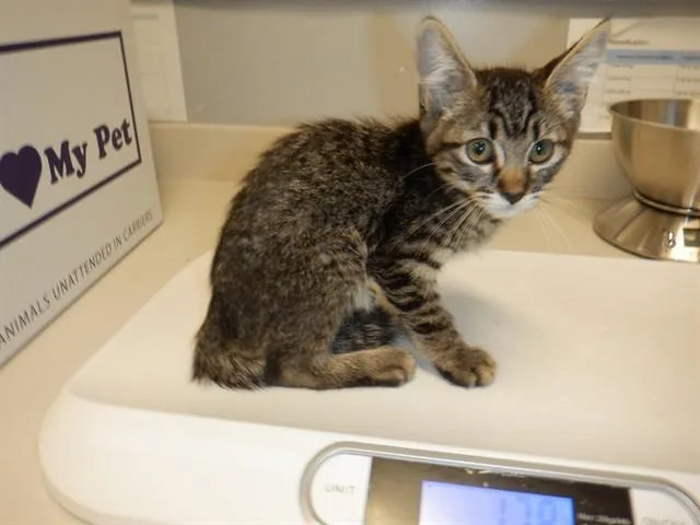A baby small-sized male Domestic Short Hair cat named Nugget for adoption in San Jose, CA