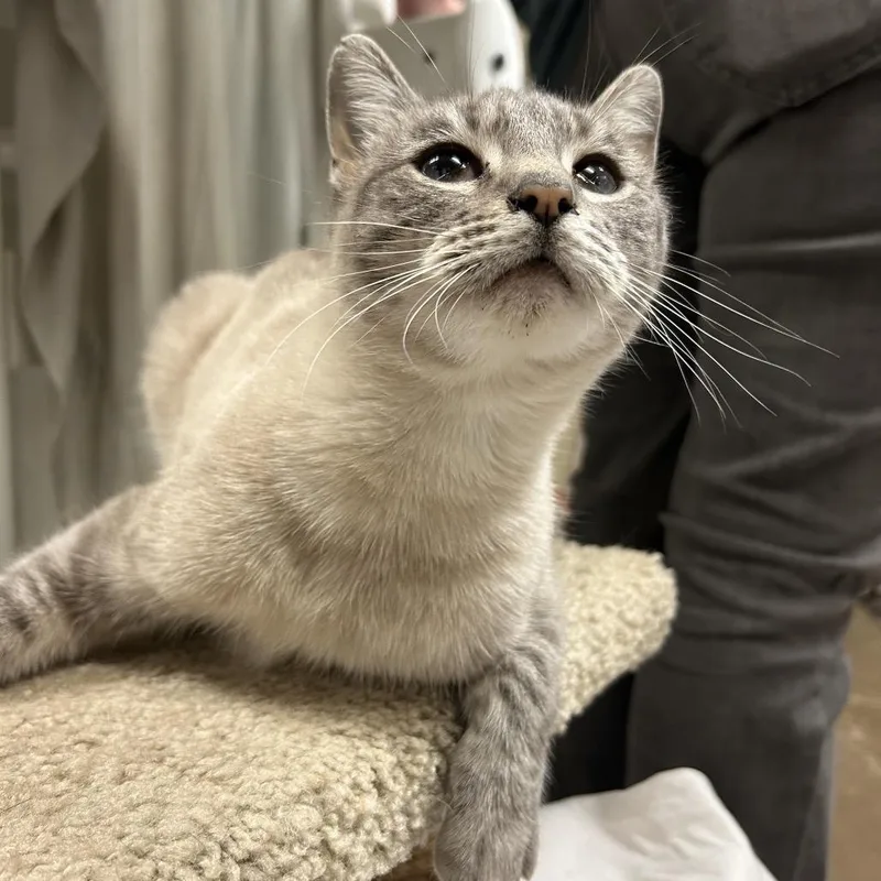 An adult medium-sized female Domestic Short Hair cat named Mouse  Sweetest Cutest for adoption in Flagstaff, AZ