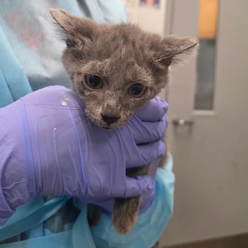 A baby small-sized male Gray / Blue / Silver Domestic Short Hair cat named Mickory for adoption in Chattanooga, TN