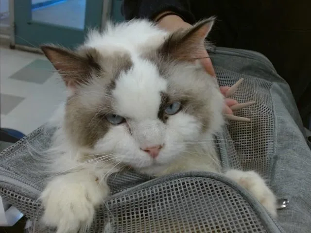 An adult small-sized male Ragdoll cat named Milo for adoption in Oklahoma City, OK