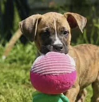 A baby medium-sized male Brindle Mixed Breed dog named Cal for adoption in East Flat Rock, NC