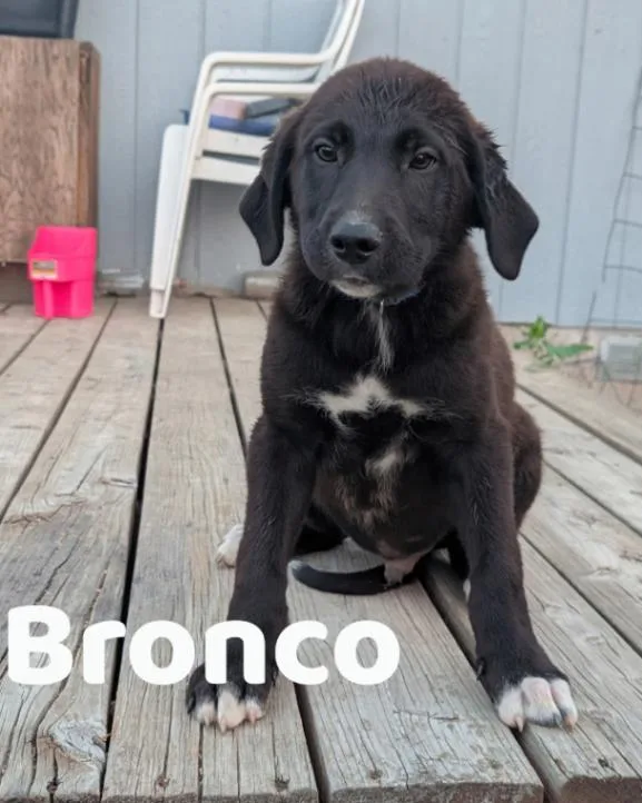 A young large-sized female Black Labrador Retriever dog named Bronco for adoption in renton, WA