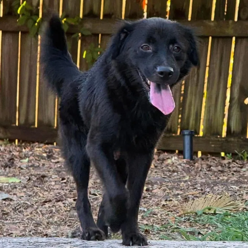 An adult medium-sized female Black Flat-Coated Retriever dog named Tiffany & Cole Slaw for adoption in Elkton, MD