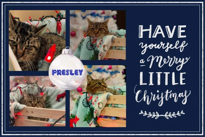 Presley thumbnail 3