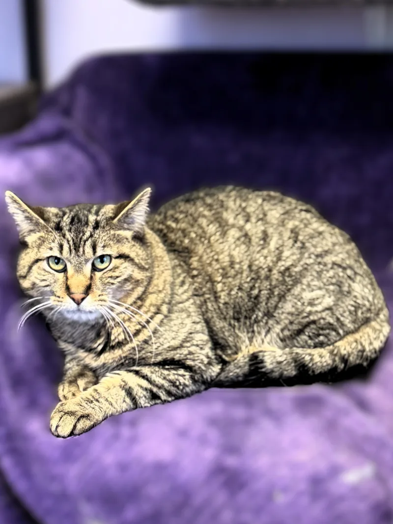 An adult medium-sized male Tabby (Brown / Chocolate) Domestic Short Hair cat named Presley for adoption in Pekin, IL