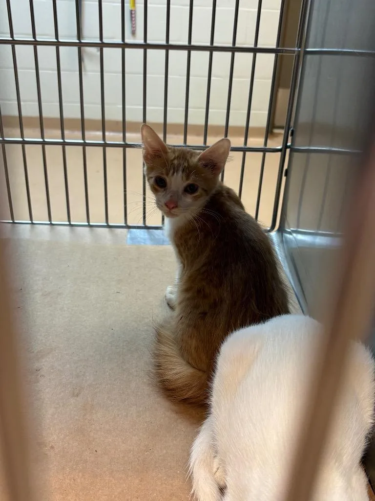 A baby medium-sized male Tabby cat named Champion for adoption in Nacogdoches, TX