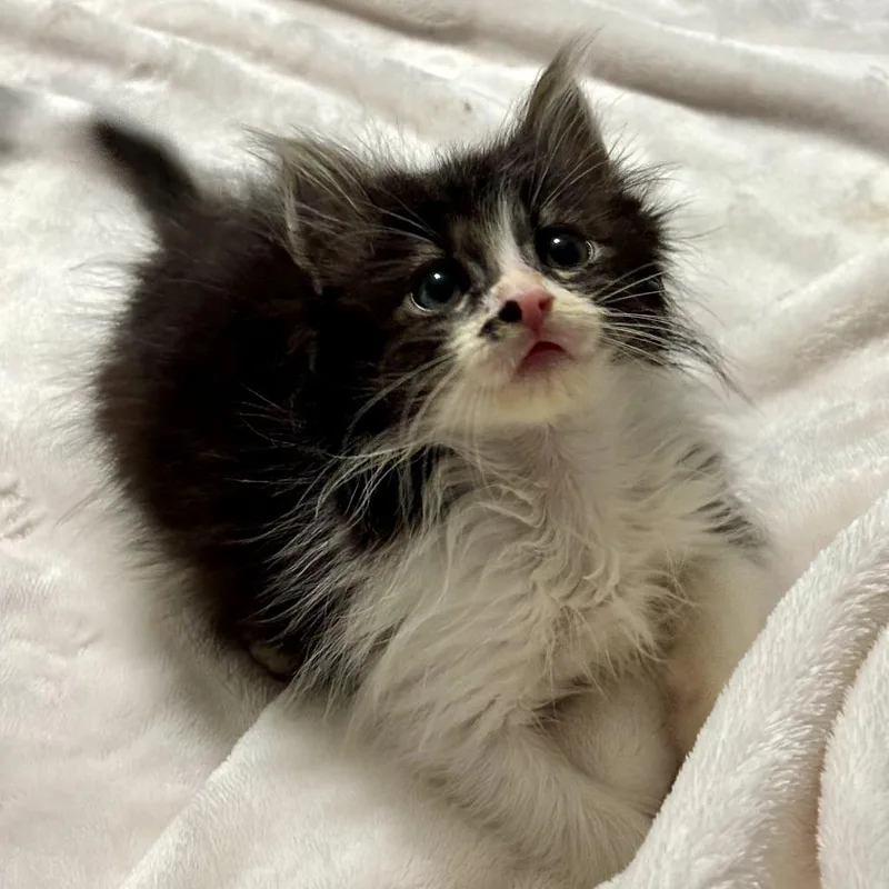 A baby small-sized male Black Domestic Short Hair cat named Daniel for adoption in FAIRWAY, KS