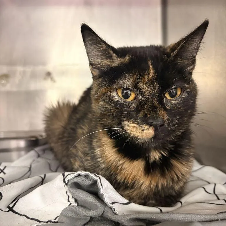 An adult medium-sized female Black Domestic Short Hair cat named Giant Enemy Spider for adoption in Davenport, IA