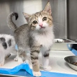 A baby small-sized female Brown / Chocolate Domestic Short Hair cat named Yzma Carlsbad for adoption in Denver, CO