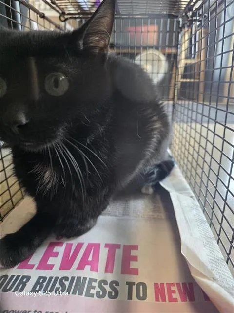 An adult medium-sized male Domestic Short Hair cat named Asher for adoption in San Antonio, TX