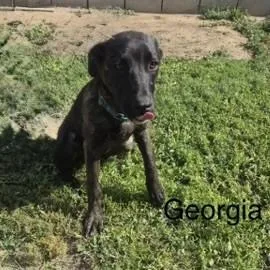 A young medium-sized female Belgian Shepherd / Malinois dog named Georgia for adoption in Bakersfield, CA