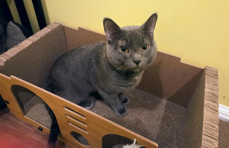 An adult medium-sized male Gray / Blue / Silver Domestic Short Hair cat named Paw Paw for adoption in Allentown, PA