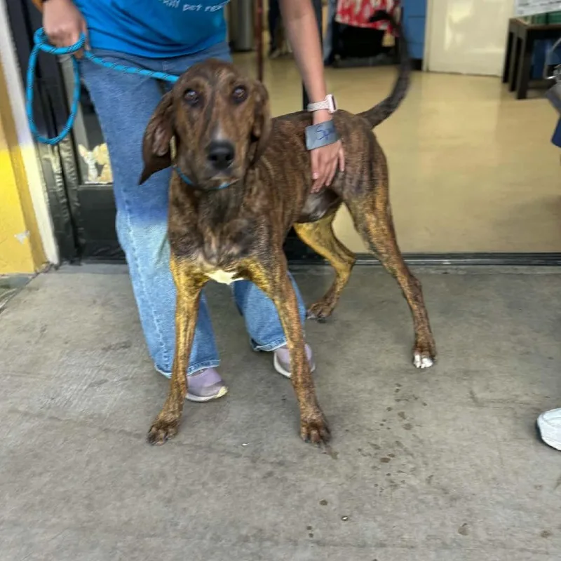 A young large-sized male Hound dog named Spud  Chino Hills for adoption in Chino Hills, CA