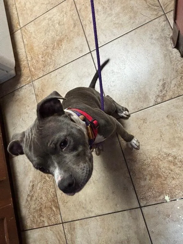 An adult large-sized female Gray / Blue / Silver Mixed Breed dog named Valley Girl for adoption in Cincinnati, OH