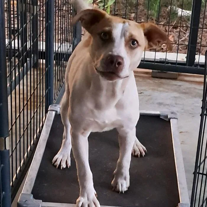 An adult medium-sized male Yellow / Tan / Blond / Fawn Mixed Breed dog named Corbee for adoption in Valley, AL