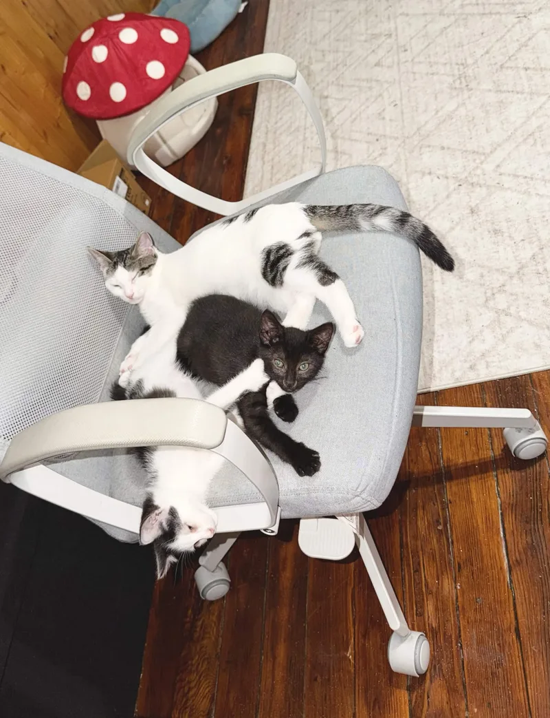 A baby medium-sized female Black & White / Tuxedo Domestic Short Hair cat named Panda for adoption in Weehawken, NJ