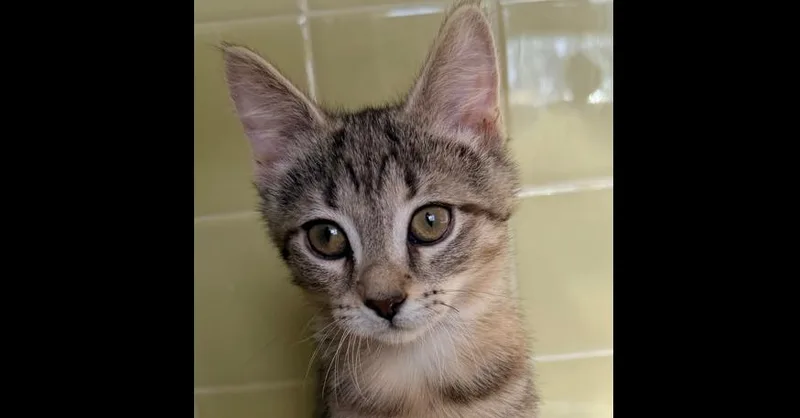 A baby small-sized female Brown / Chocolate Domestic Short Hair cat named Water Lily for adoption in Chicago, IL