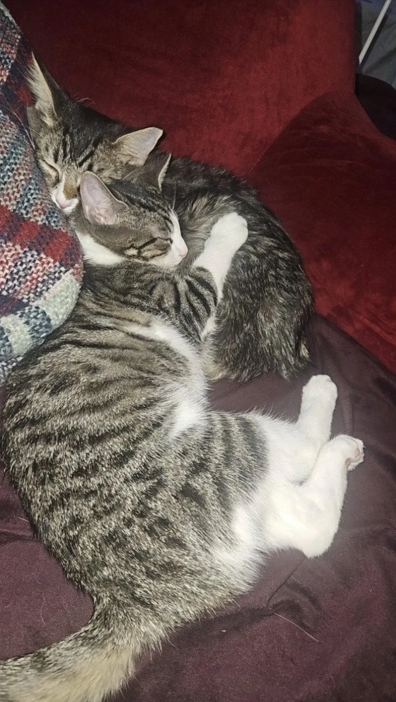 A young medium-sized male Tabby cat named Sakura for adoption in Glendale, AZ