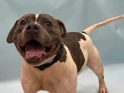 An adult large-sized male Pit Bull Terrier dog named Doug for adoption in Coon Rapids, MN