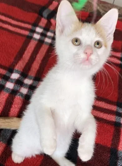 A baby large-sized male Orange / Red Domestic Short Hair cat named Nugget for adoption in Liverpool, TX