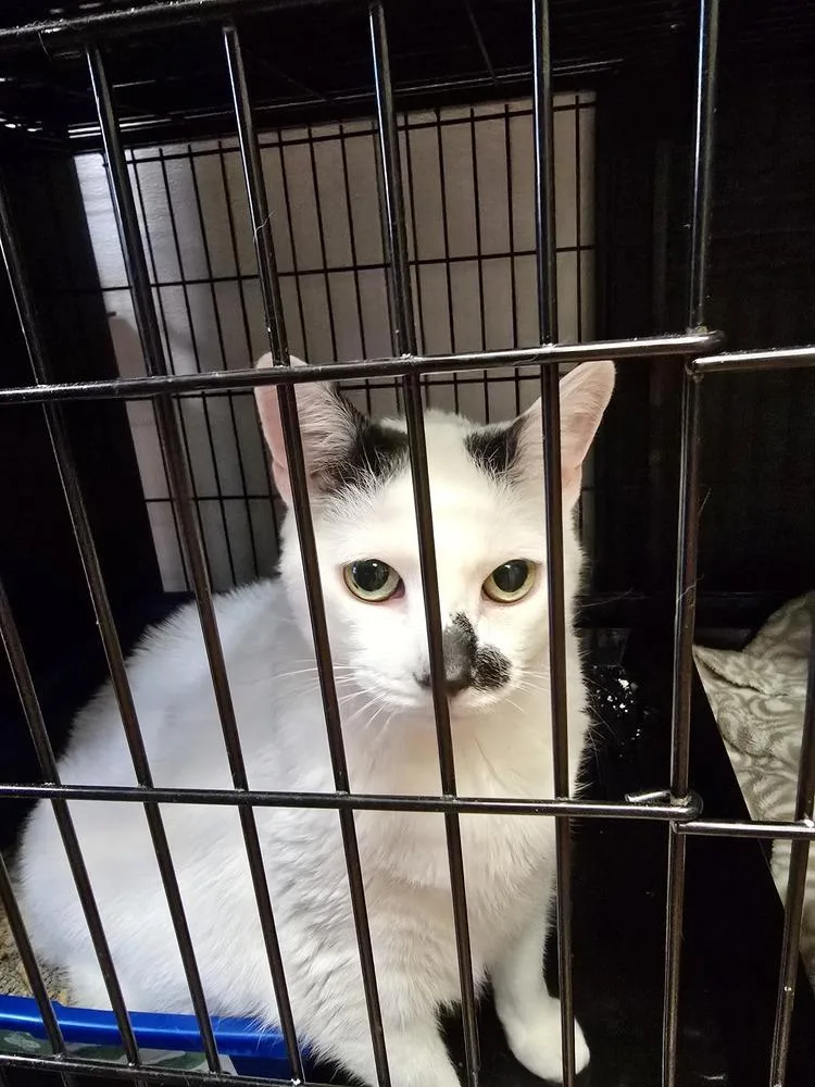 An adult large-sized male Black & White / Tuxedo Domestic Short Hair cat named W Rocky for adoption in Southbury, CT