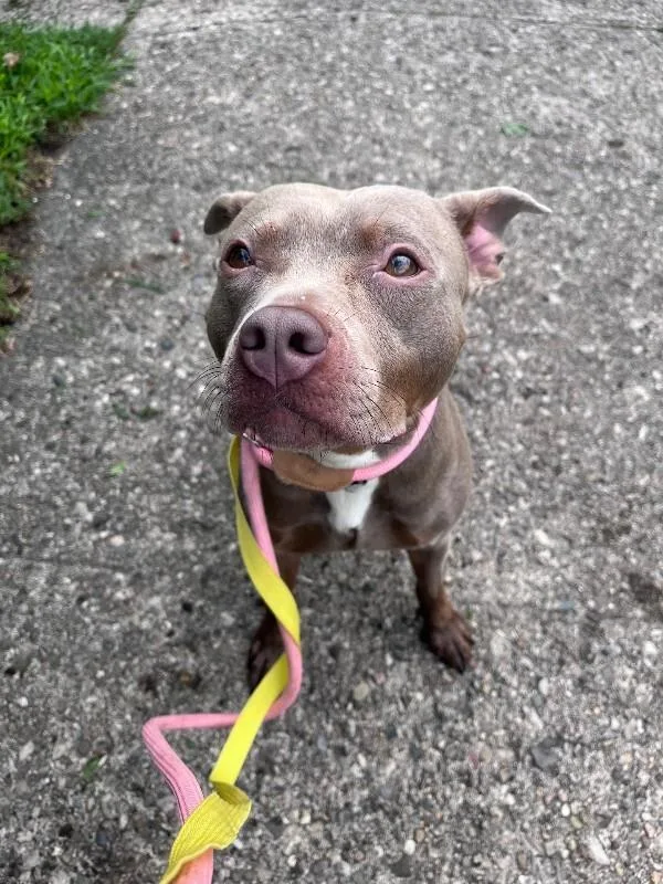An adult medium-sized female Brown / Chocolate Mixed Breed dog named Lainey for adoption in Cincinnati, OH