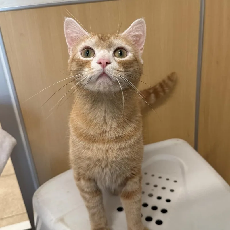 An adult small-sized male Orange / Red Domestic Short Hair cat named Bernie for adoption in Branford, CT