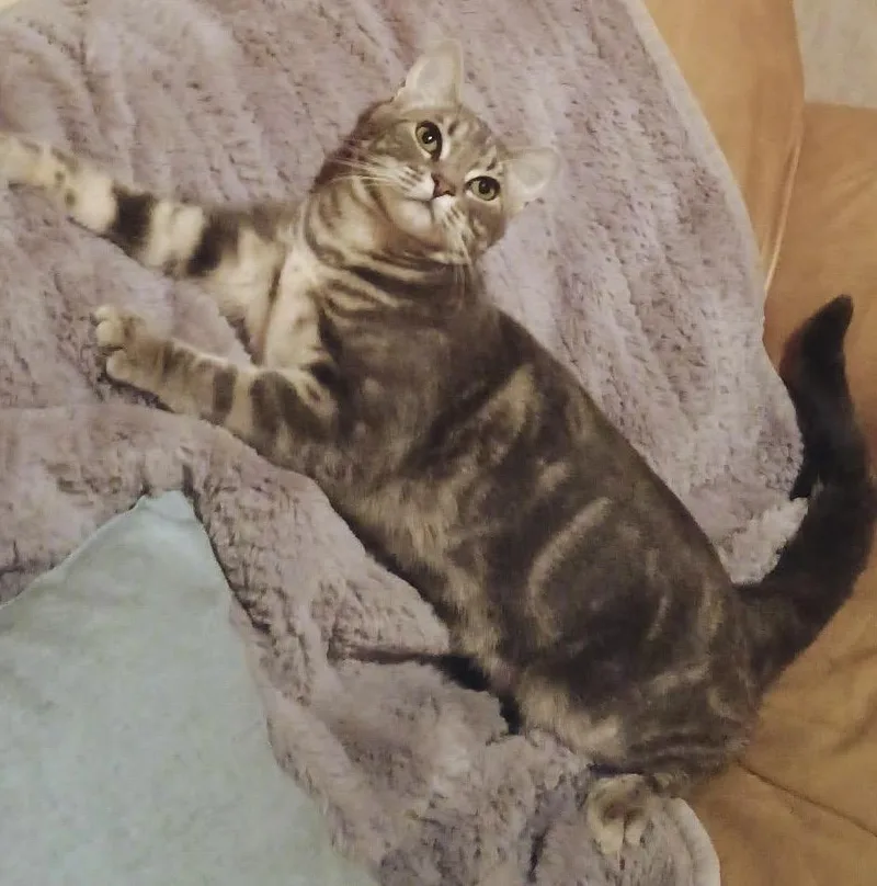 A young medium-sized female Tabby (Gray / Blue / Silver) Domestic Short Hair cat named Choquette for adoption in Othello, WA