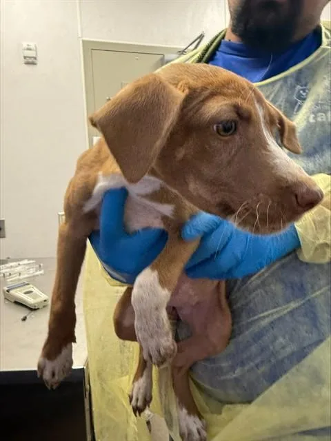 A baby small-sized female Pit Bull Terrier dog named Caramel for adoption in Tucson, AZ