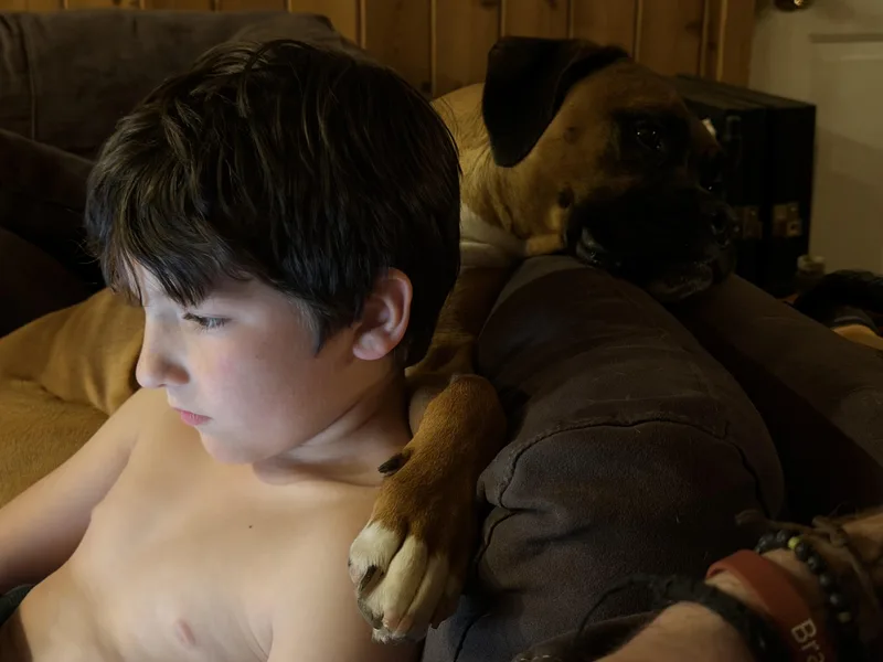 A baby medium-sized male Shepherd dog named Norman for adoption in Succasunna, NJ