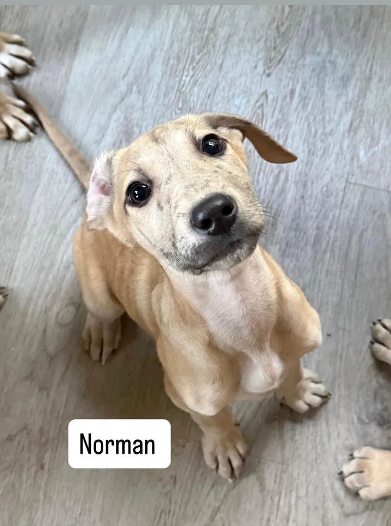 Norman thumbnail 6