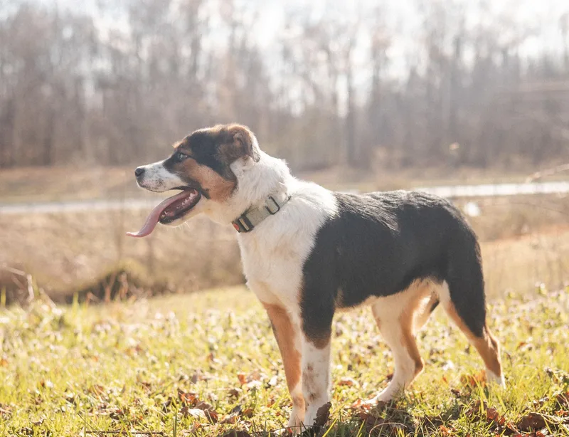A young medium-sized male Mixed Breed dog named Bandittransport for adoption in Gradyville, KY