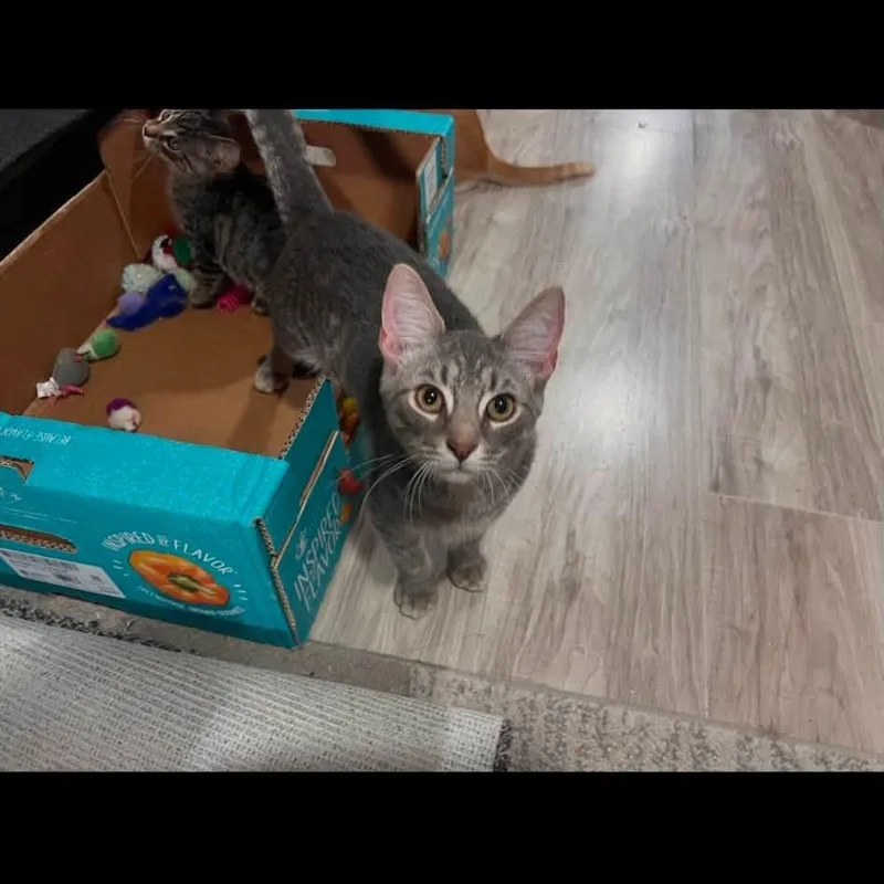 A baby medium-sized male Tabby (Gray / Blue / Silver) Domestic Short Hair cat named Blaze for adoption in Cleveland, OH