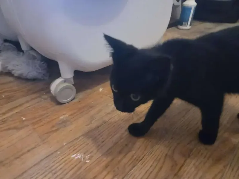 A baby small-sized female Black Domestic Short Hair cat named Lucky for adoption in Grand Rapids, MI