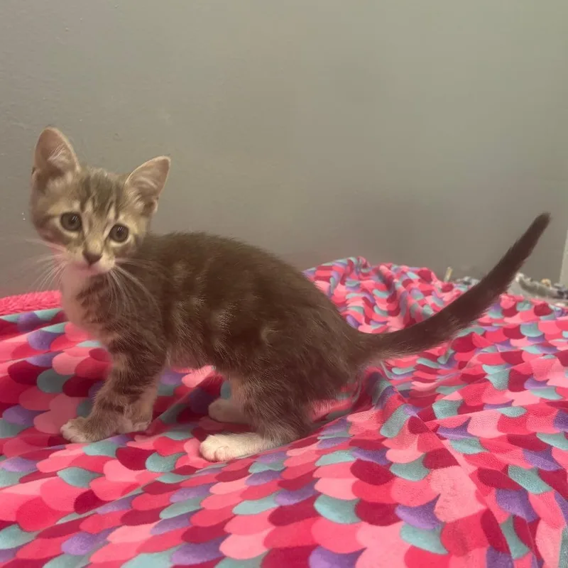 Delilah