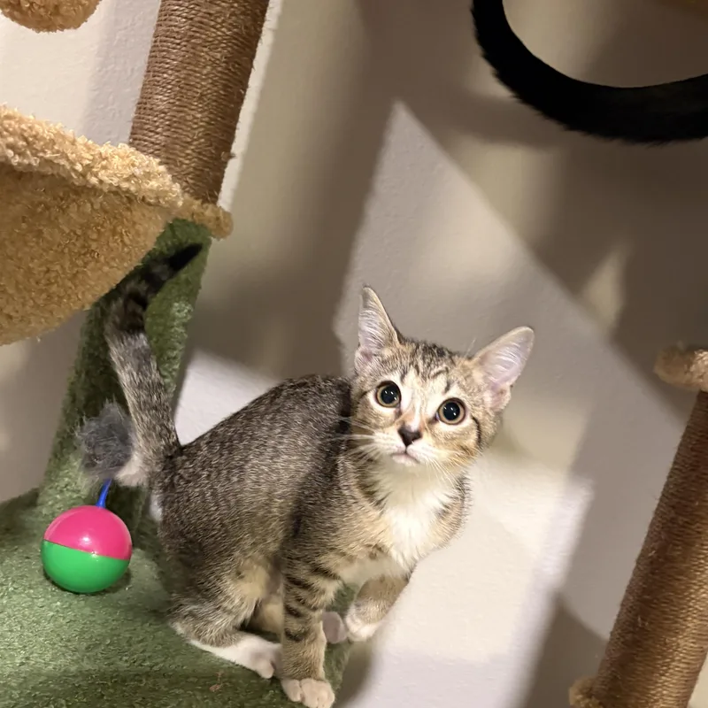 A baby medium-sized female Torbie Domestic Short Hair cat named Bethany for adoption in Eugene, OR
