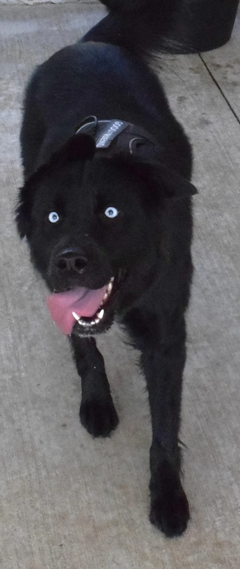 An adult medium-sized male Black Husky dog named 22453 for adoption in Broken Arrow, OK