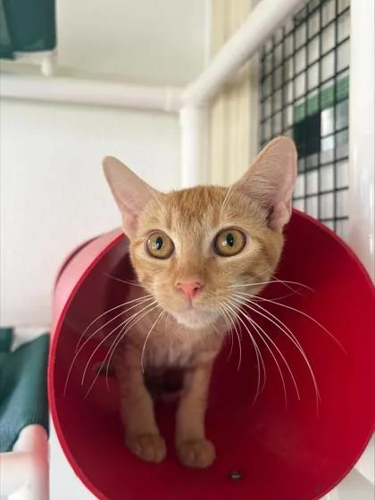 A baby small-sized male Domestic Short Hair cat named Boo for adoption in Honolulu, HI