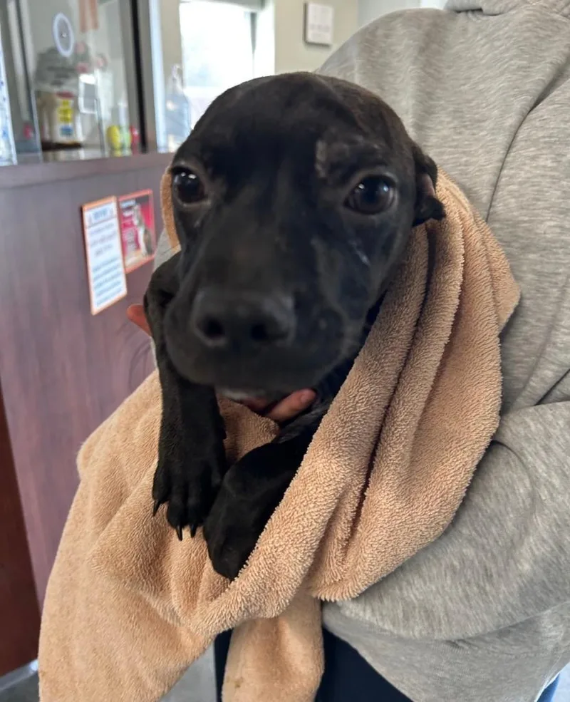 Wonder Woman thumbnail 2