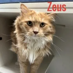 Zeus