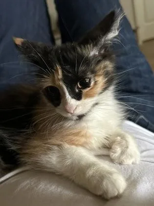 Cheri