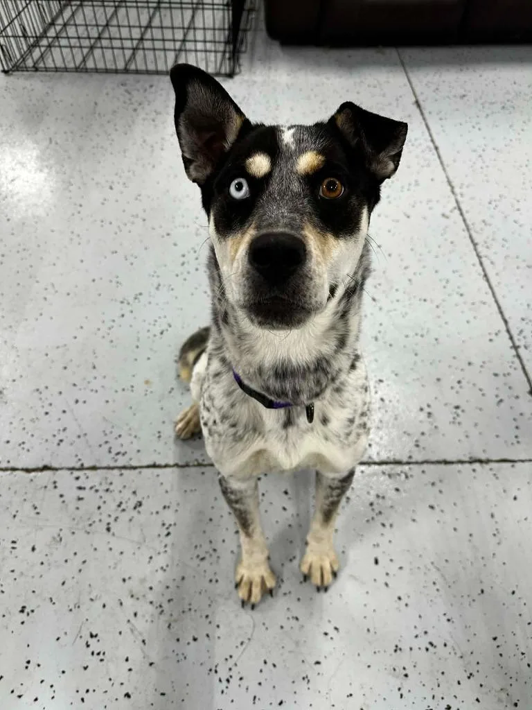 Piper