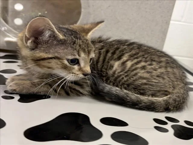A baby small-sized male Domestic Short Hair cat named Satchel for adoption in Derwood, MD