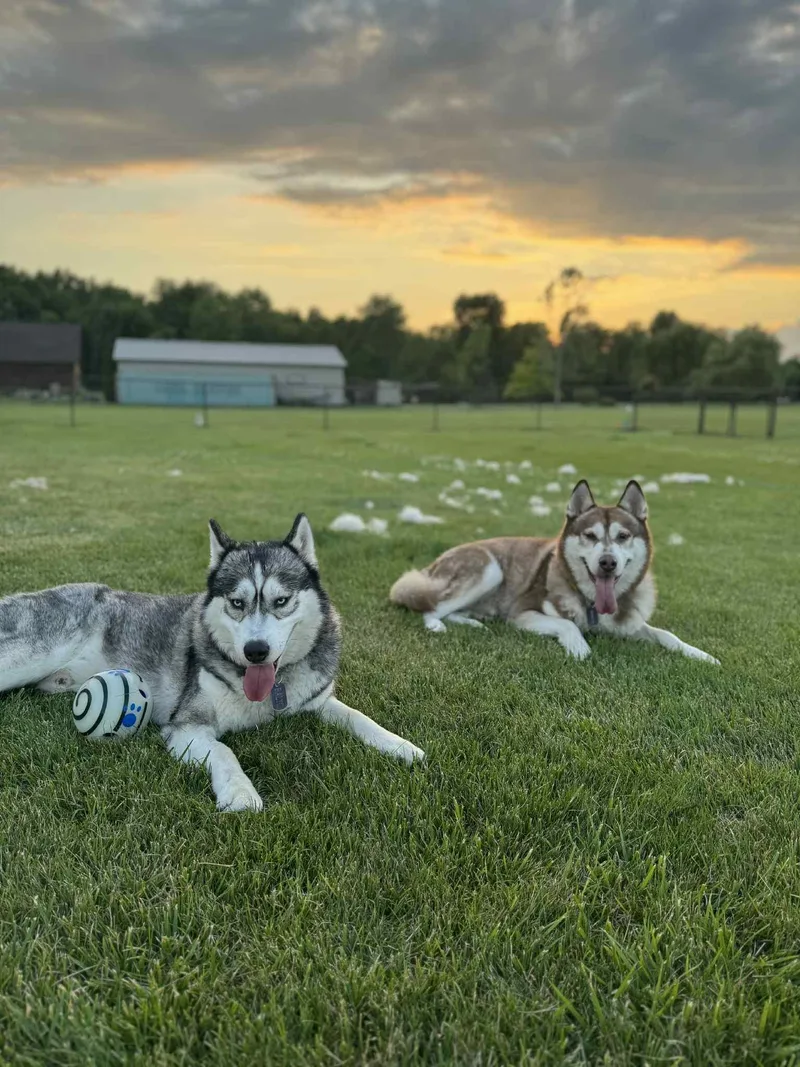 An adult medium-sized male Husky dog named Baltimore for adoption in Marine City, MI