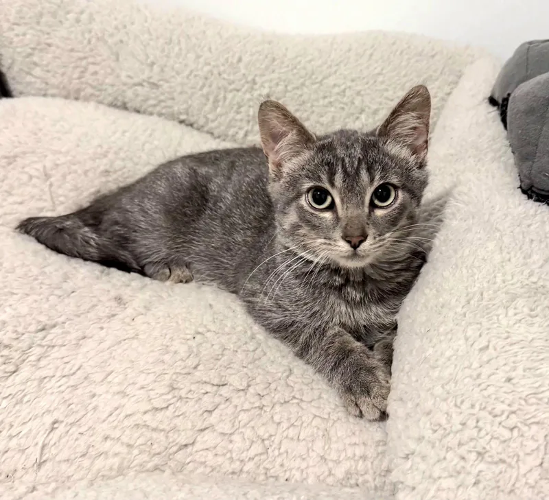 A baby medium-sized male Domestic Short Hair cat named Subie for adoption in Montello, WI