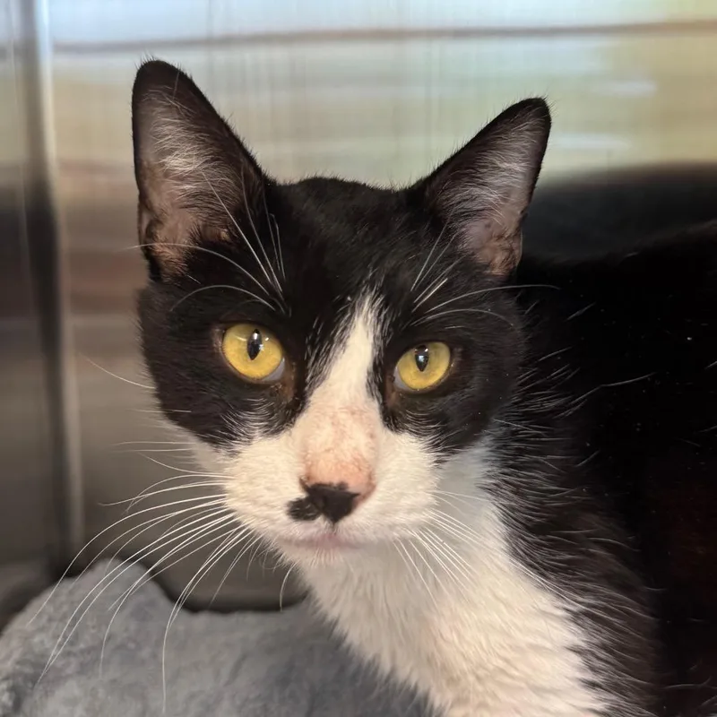 Masquerade Ball thumbnail 2