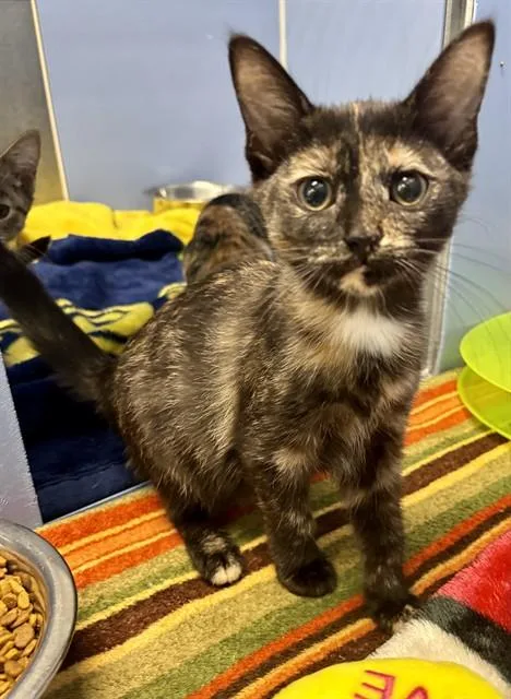 A baby small-sized female Domestic Short Hair cat named Royal for adoption in Kalamazoo, MI