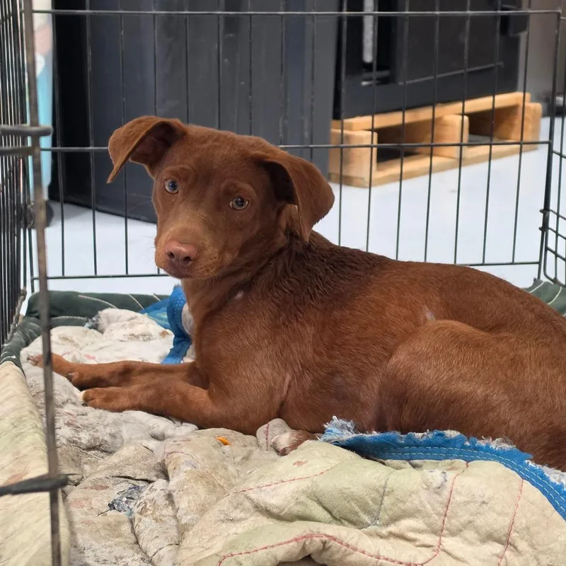 An adult small-sized female Red / Chestnut / Orange Mixed Breed dog named Penny for adoption in Bismarck, ND