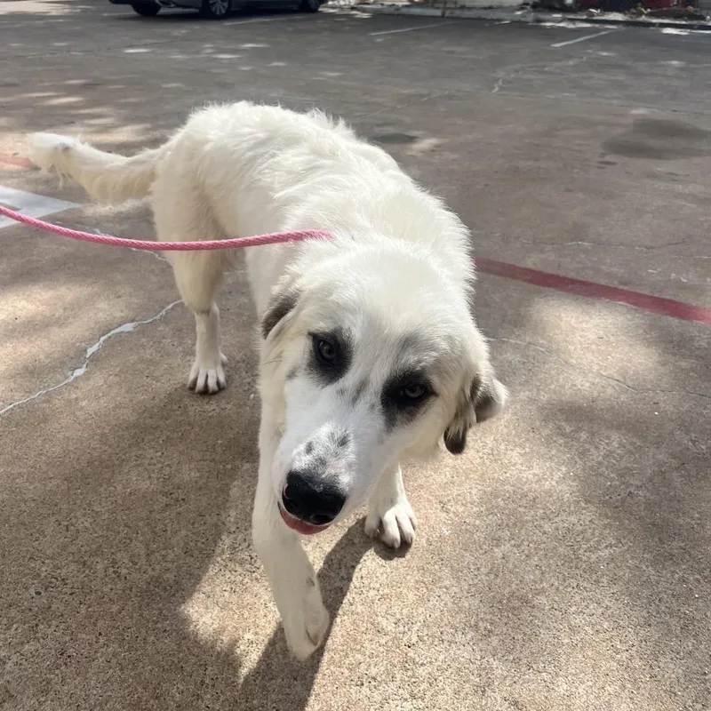 A young medium-sized female White / Cream Great Pyrenees dog named Mazie for adoption in Houston, TX